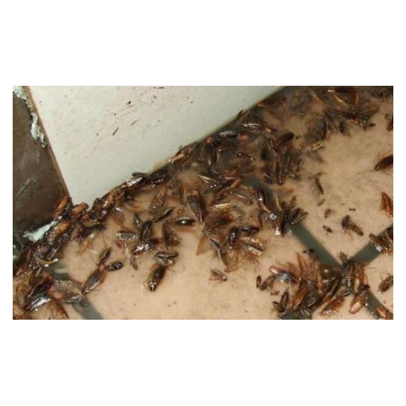 专业灭蟑螂公司 广西专业灭白蚂蚁 广西专业杀虫