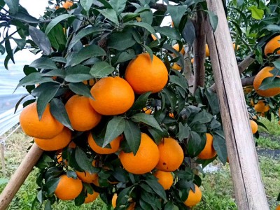 广西爱媛38号苗批发 新品种红美人柑橘桔树