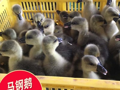 广东黑鹅苗出售 马钢鹅苗孵化厂直销 打疫苗鹅苗批发