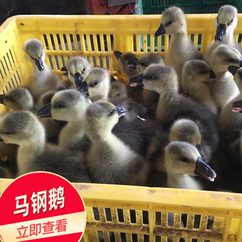 广东黑鹅苗出售 马钢鹅苗孵化厂直销 打疫苗鹅苗批发