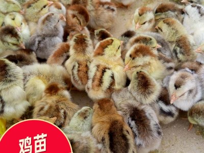 鸡苗 启翔孵化厂云南土鸡苗 养殖户采购鸡苗 包打疫苗