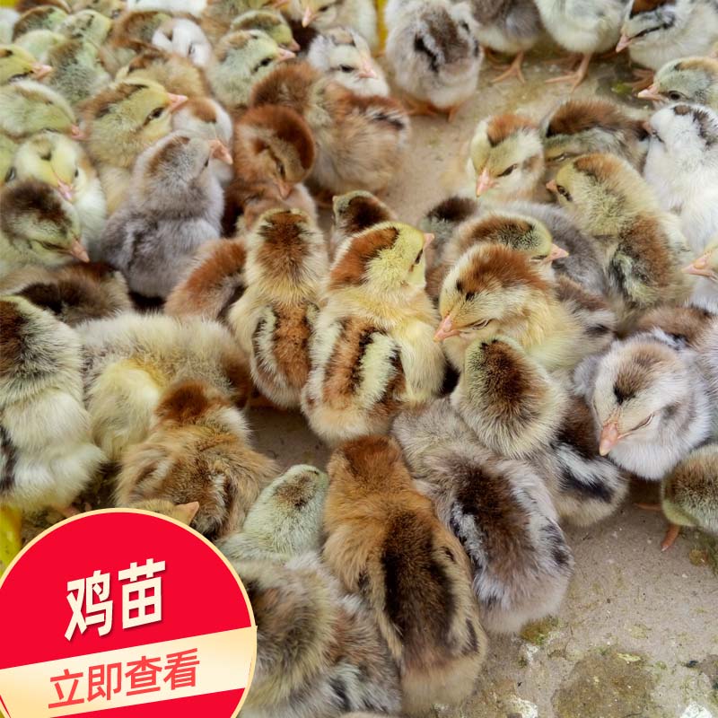 鸡苗 启翔孵化厂云南土鸡苗 养殖户采购鸡苗 包打疫苗