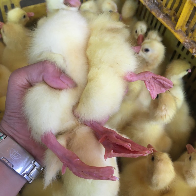 贵州鹅苗批发 大三花鹅苗市场 鹅苗家禽孵化厂 现货