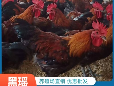 黑瑶公鸡 土鸡批发 养殖基地价格 2021禽苗价格