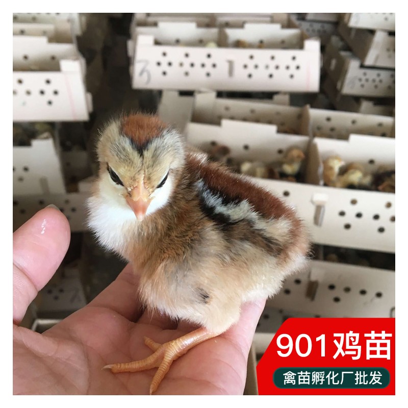 广西k9901 882肉鸡苗批发 孵化厂直供出壳鸡苗 公母鸡苗包打疫苗