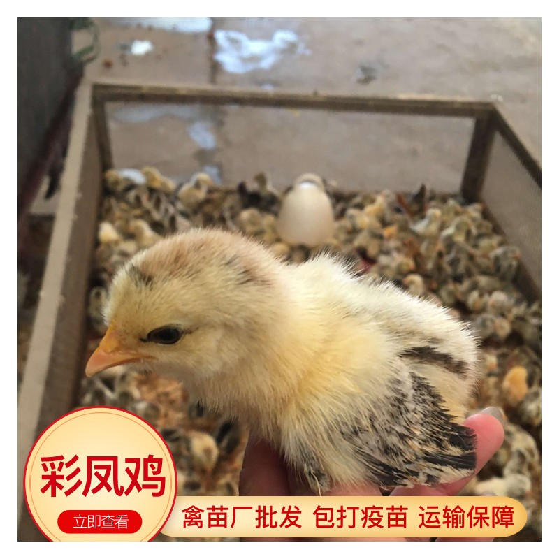 彩凤鸡苗销售 广西鸡苗批发 脱温鸡苗1日龄 孵化厂供应