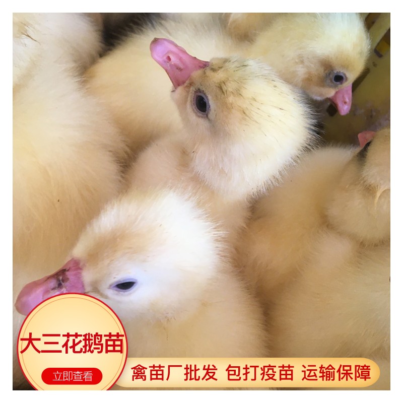 贵州鹅苗批发采购 大三花鹅苗 狮头鹅苗价格 孵化厂供应出壳鹅苗