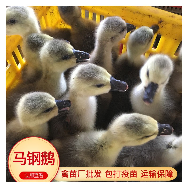 广东鹅苗家禽市场 鹅苗批发 马钢鹅出壳脱温苗 包打疫苗