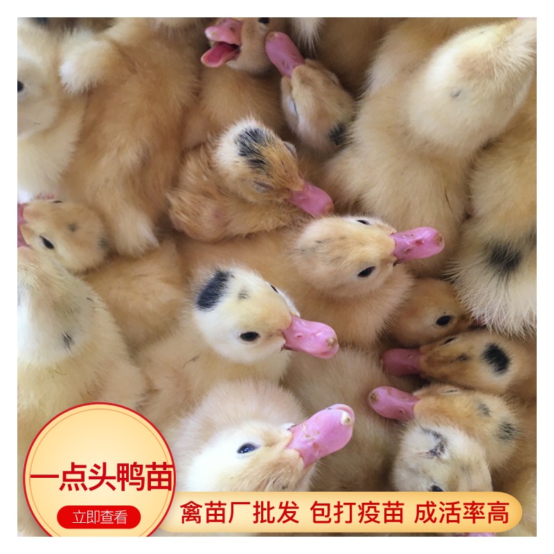 重庆鸭苗批发市场 一点头鸭苗养殖基地 出壳鸭苗价格优惠