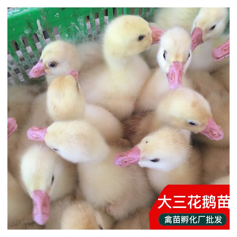 重庆大三花鹅苗价格 广西鹅苗孵化厂批发出壳鹅苗 现货