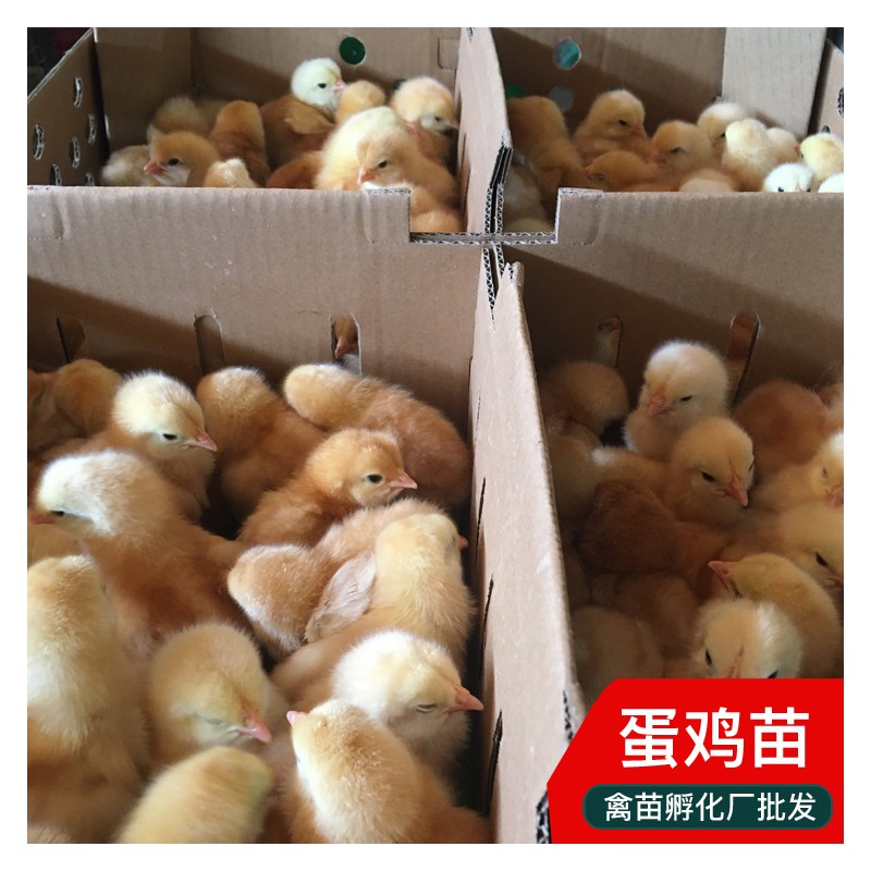 贵阳鸡苗批发市场 多蛋鸡苗价格实惠 孵化厂供应