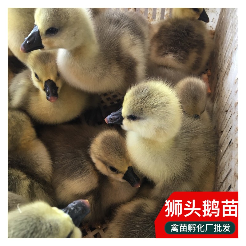 广东狮头鹅苗市场供应 狮头鹅苗批发 出壳1日龄鹅苗包打疫苗