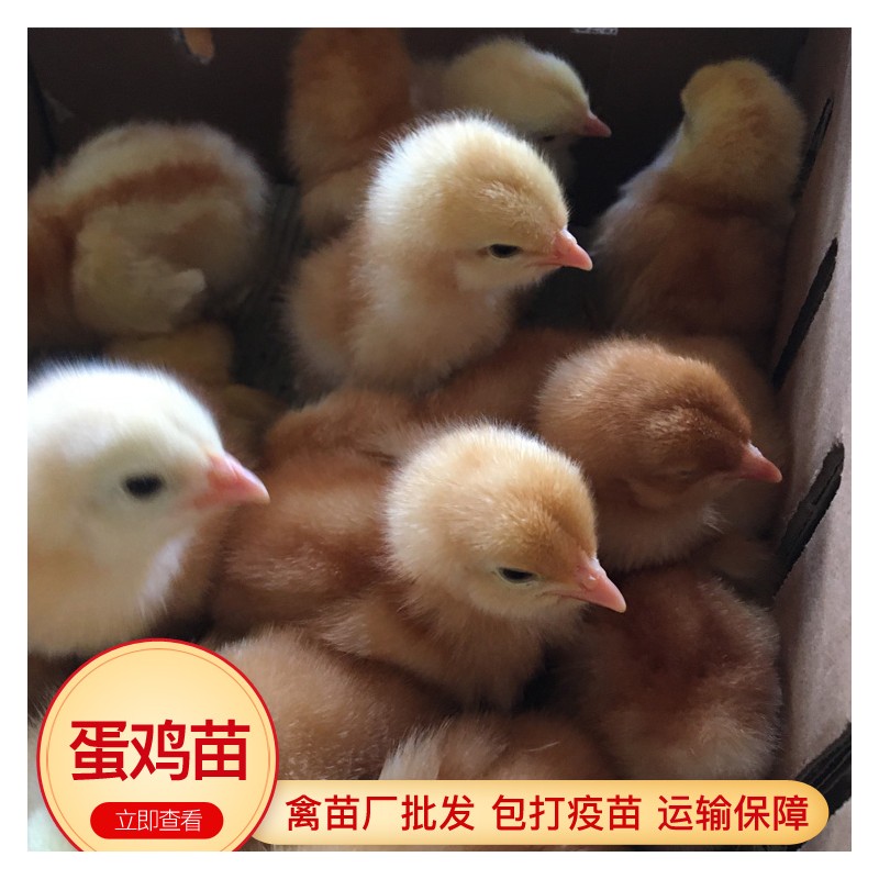 蛋鸡苗 多蛋鸡苗批发 广东鸡苗市场 包打疫苗