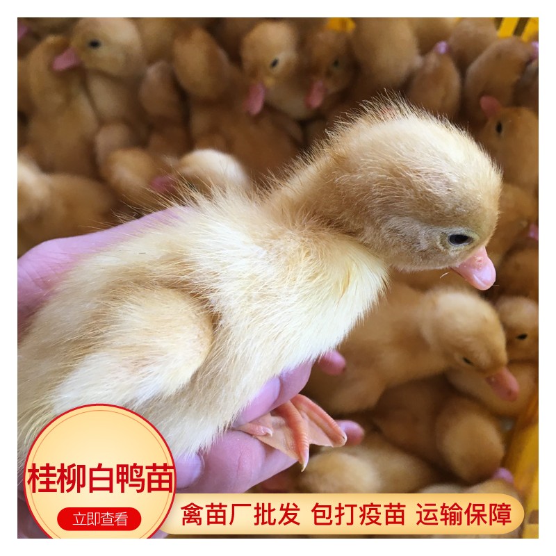 广西桂柳白鸭苗 出售优质鸭苗 提供养殖技术 鸭苗批发