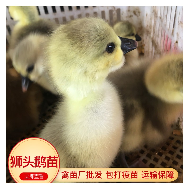 重庆狮头鹅苗 禽苗孵化厂鹅苗批发 运输保障