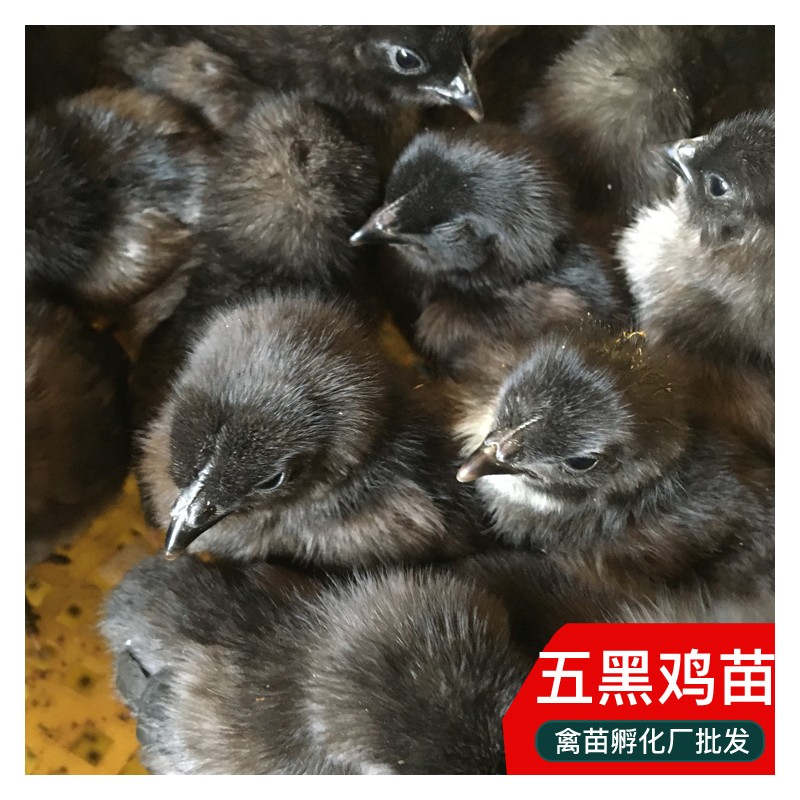 云南鸡苗批发 纯种五黑鸡苗出售 禽苗市场出壳五黑鸡苗打疫苗