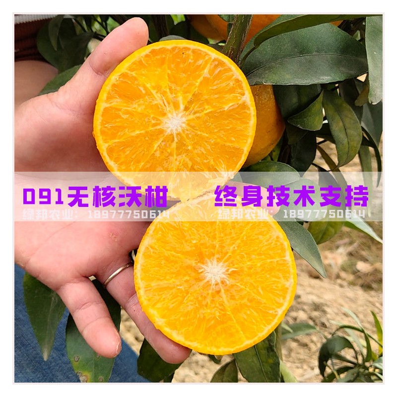 广西沃柑果苗批发 091无核沃柑苗 便宜柑橘苗产地货源
