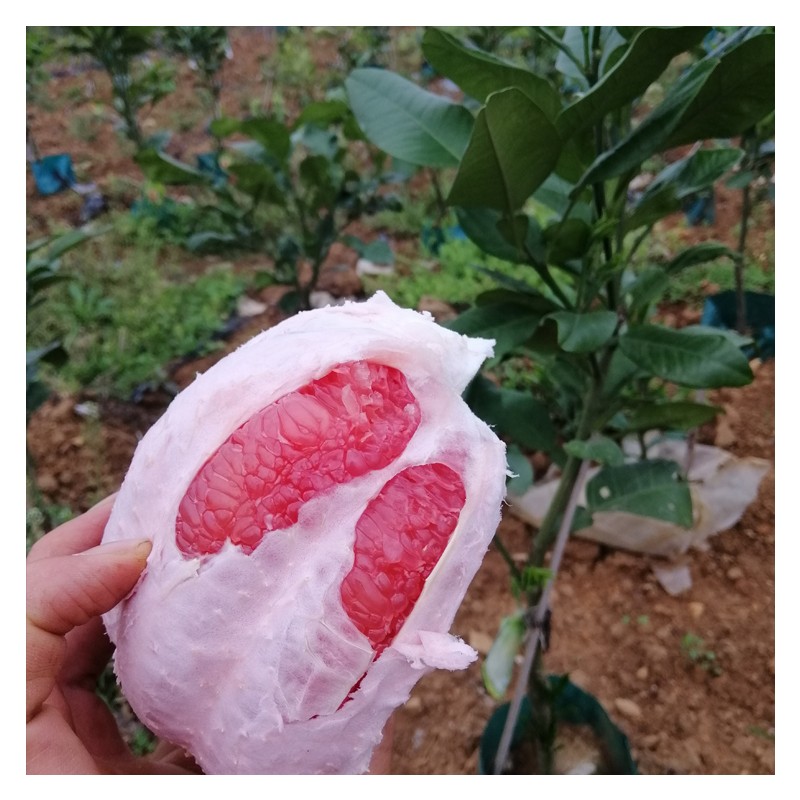 大量供应优质泰国红宝石青柚苗出售 灵川山宝种植青柚苗