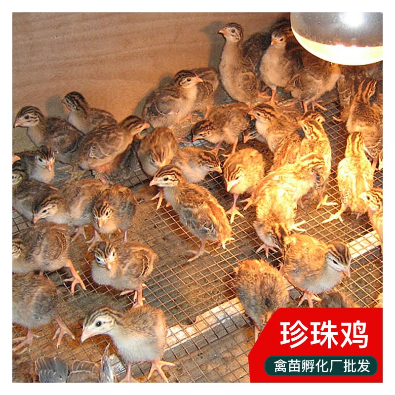 珍珠鸡批发 鸡苗出壳1日龄 贵州鸡苗孵化厂 包打疫苗
