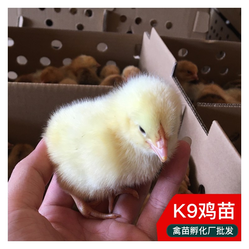 贵州脱温鸡苗 出售K9鸡苗批发 出壳苗发货前打疫苗