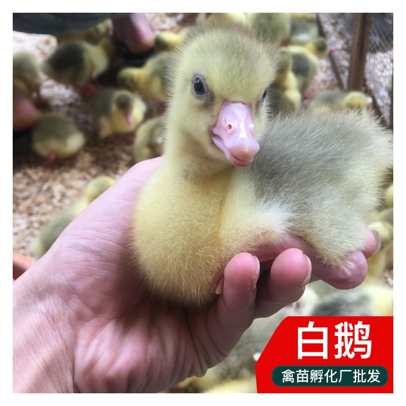 贵州白鹅苗 求购鹅苗价钱 孵化厂大白鹅价格 发货打疫苗