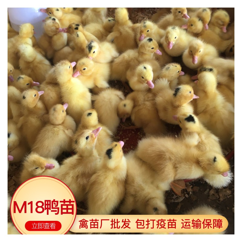 广东一点头鸭苗出售 销售M18鸭苗 养殖出壳鸭苗打疫苗