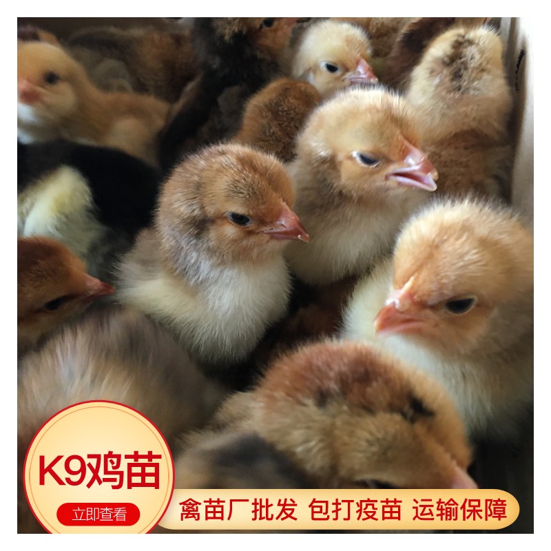长期出售鸡苗 广东蛋鸡苗批发市场 K9出壳鸡苗 现货打疫苗