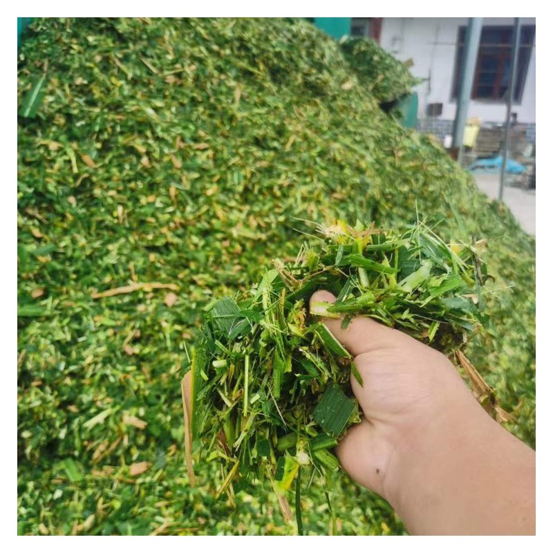广西青贮饲料 发酵草料干玉米秸秆 青贮玉米桔梗草料价格