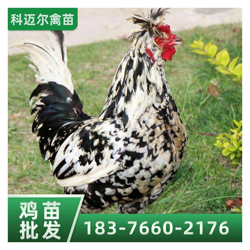 贵州鸡苗 求购珍珠鸡苗  孵化厂供应 鸡苗批发