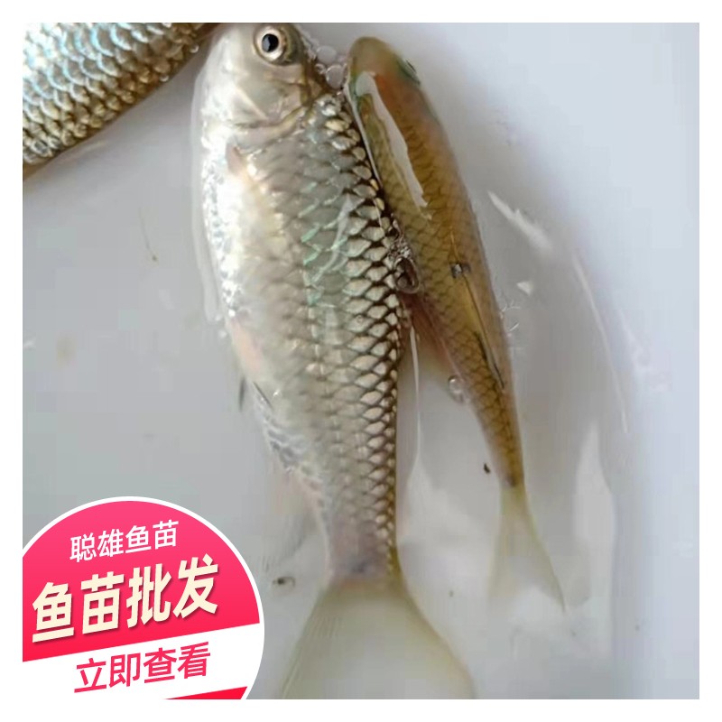 广西青竹鱼苗市场价格 淡水鱼苗批发采购 青竹鱼苗