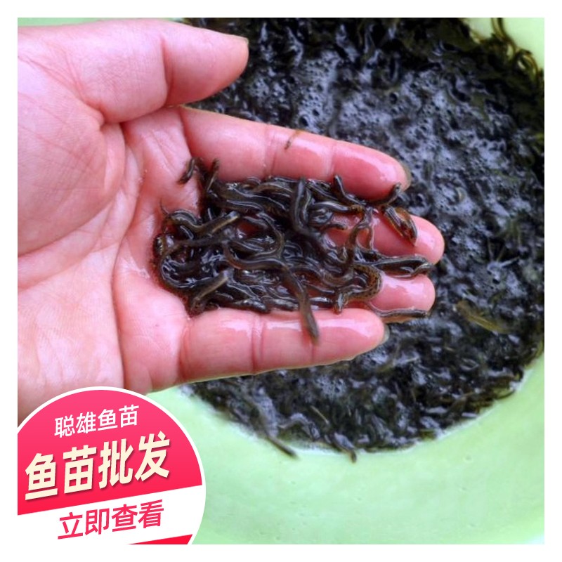 广西泥鳅鱼苗 优质台湾泥鳅鱼苗 养殖基地出售