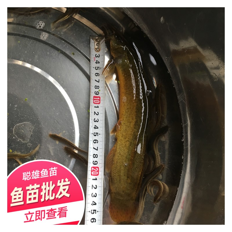 泥鳅鱼苗批发 水产台湾泥鳅苗价格 规格齐全 量大从优