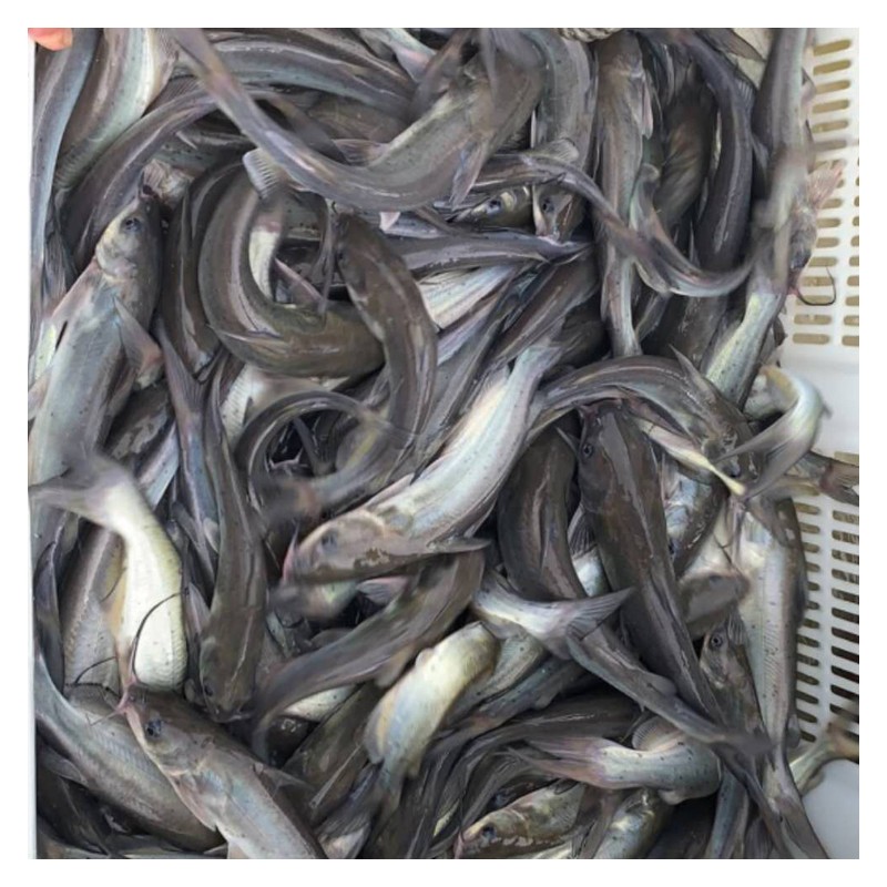 广西鱼苗价格 大量供应生鱼苗 水产鱼苗养殖批发