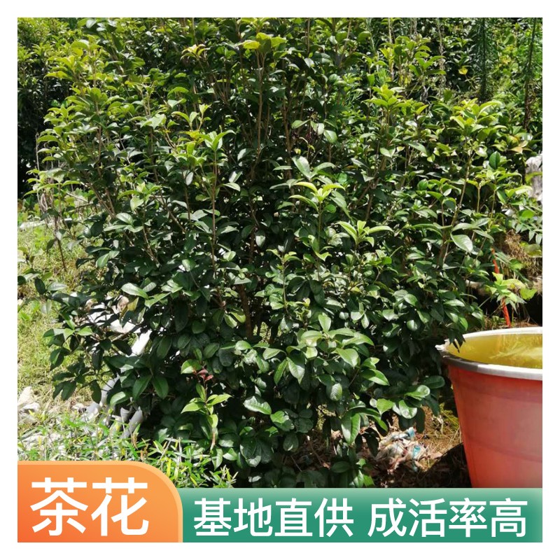 贺州茶花树苗  茶花树 高度1.2-1.6米茶花树 精品茶花 茶花价格