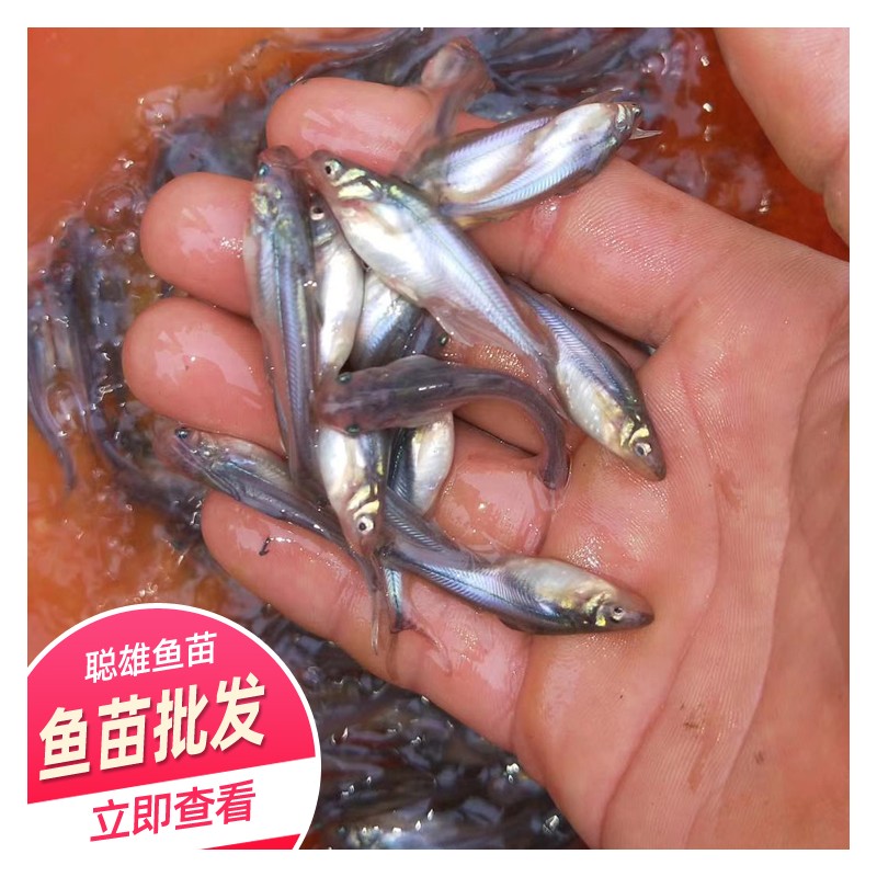 2020渔场养殖 淡水巴沙鱼苗 大量批发供应 巴沙鱼苗