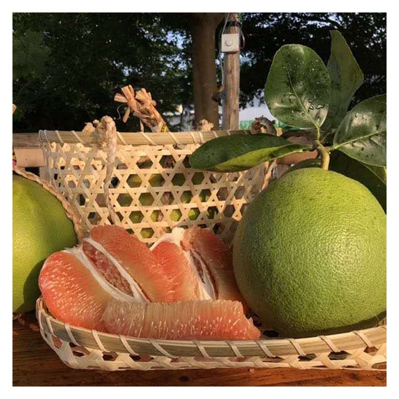 批发直售越南青柚 现货供应柚子 柚子苗