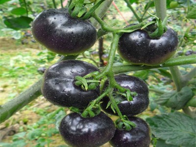 纯黑番茄 水滴种苗 黑玫瑰纯黑番茄厂家 现货批发水果番茄种子