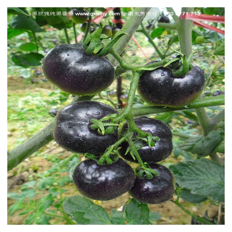 纯黑番茄 水滴种苗 黑玫瑰纯黑番茄厂家 现货批发水果番茄种子