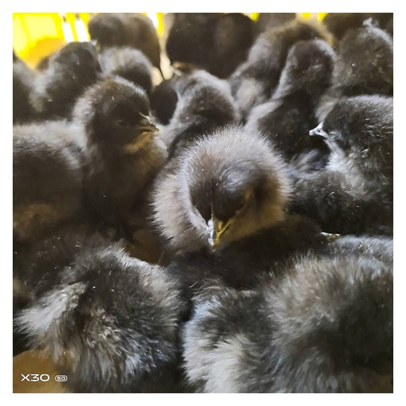 广西五黑绿壳蛋鸡苗厂家 五黑绿壳蛋鸡批发直销 长期供应