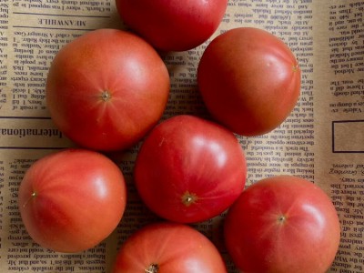 草莓番茄苗 抗病毒强 草莓西红柿种苗口感脆甜 水果番茄种子