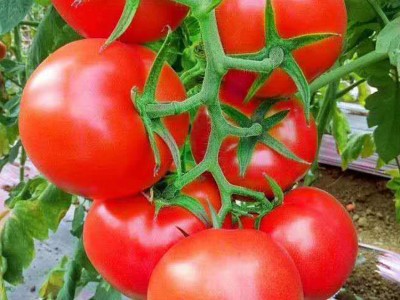 番茄种子 伯乐农业 西红柿苗 喜马拉雅番茄 小番茄种子批发