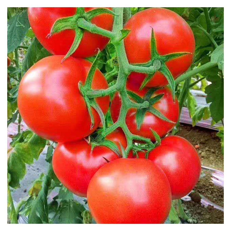 番茄种子 伯乐农业 西红柿苗 喜马拉雅番茄 小番茄种子批发