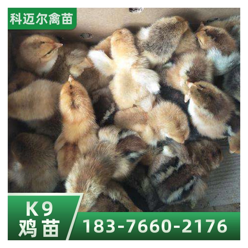 广西k9鸡苗 肉鸡苗价格 孵化基地销售鸡苗