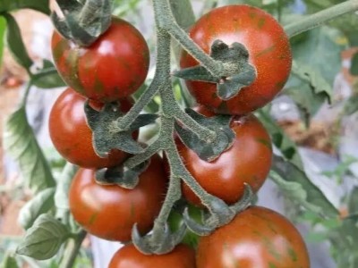 多彩1号特色番茄种子 口感番茄种子 厂家直销小番茄种子 结果率高