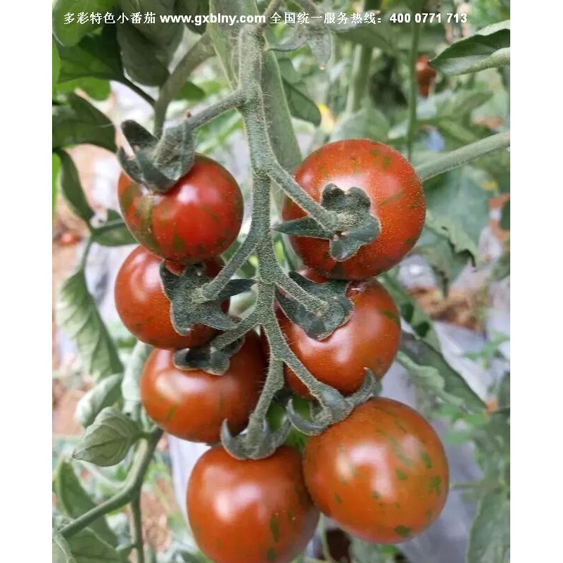 多彩1号特色番茄种子 口感番茄种子 厂家直销小番茄种子 结果率高