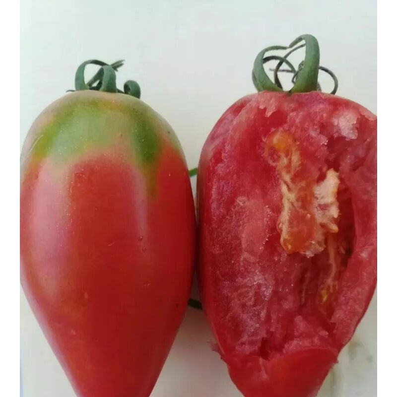 鹰嘴芒果特色番茄种子 沙瓤番茄种子 口感番茄种子批发