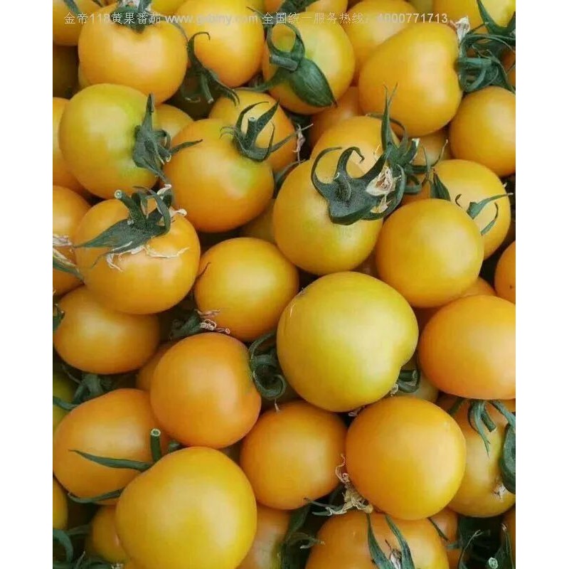 金帝黄小丫特色口感番茄种子 中黄果番茄种子 西红柿种子批发