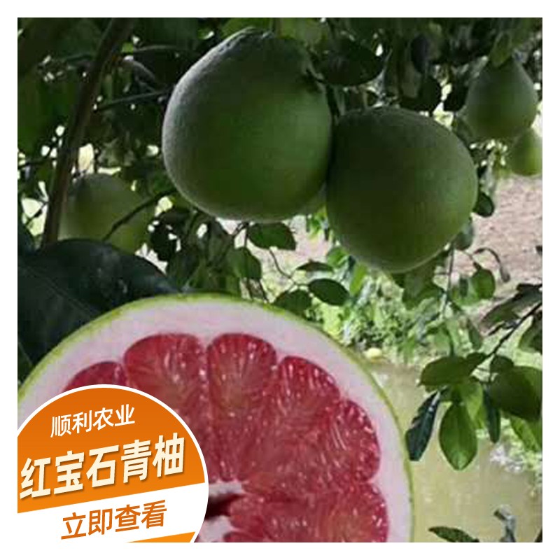 优质供应新品种红宝石青柚 出售泰国青柚苗