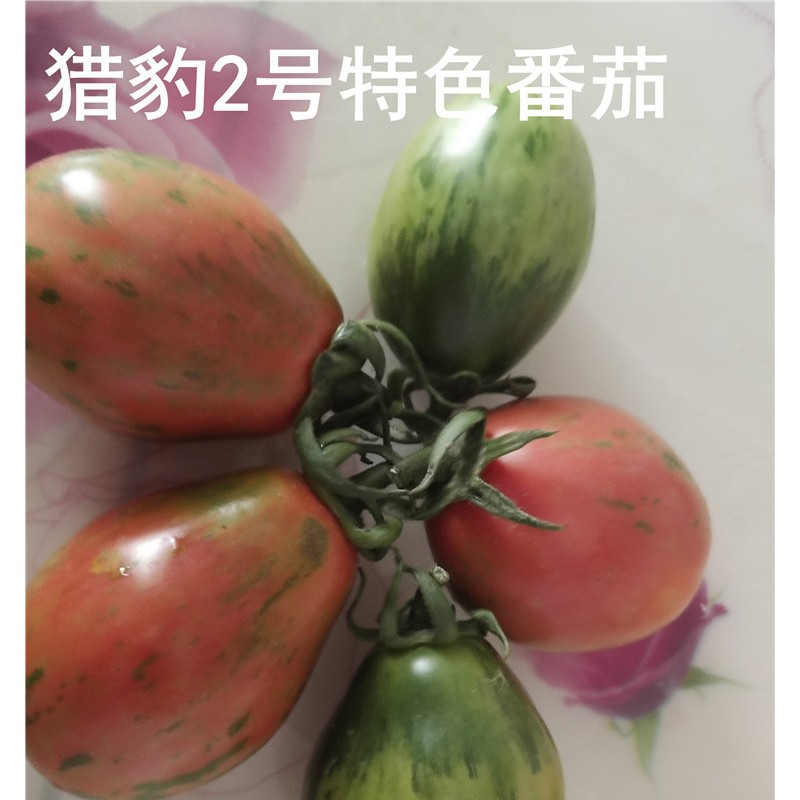 猎豹2号特色口感番茄 西红柿种子批发 口感小番茄厂家价格