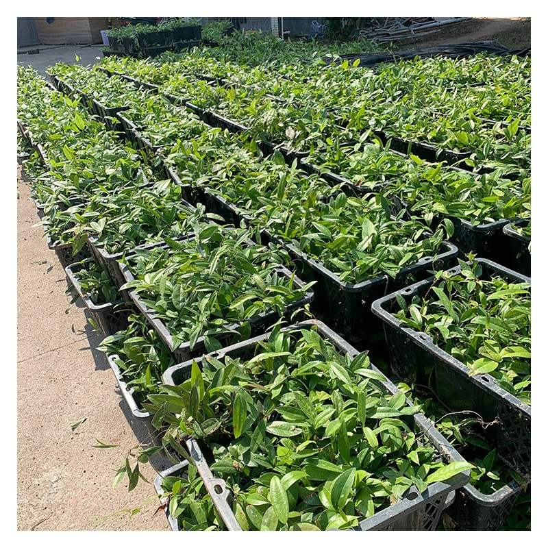 梧州土茯苓带土培苗 土茯苓价格 提供土茯苓苗种植栽培技术